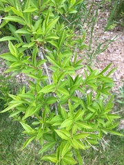 Forsythia × intermedia