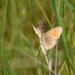 Coenonympha tullia eunomia - Photo (c) Mike Patterson, μερικά δικαιώματα διατηρούνται (CC BY-NC), uploaded by Mike Patterson