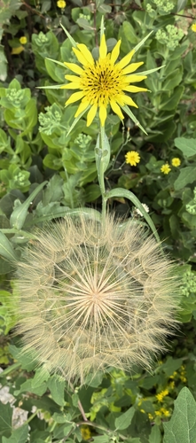 common dandelion