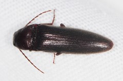 Melanotus castanipes