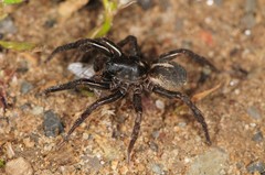 Trochosa terricola