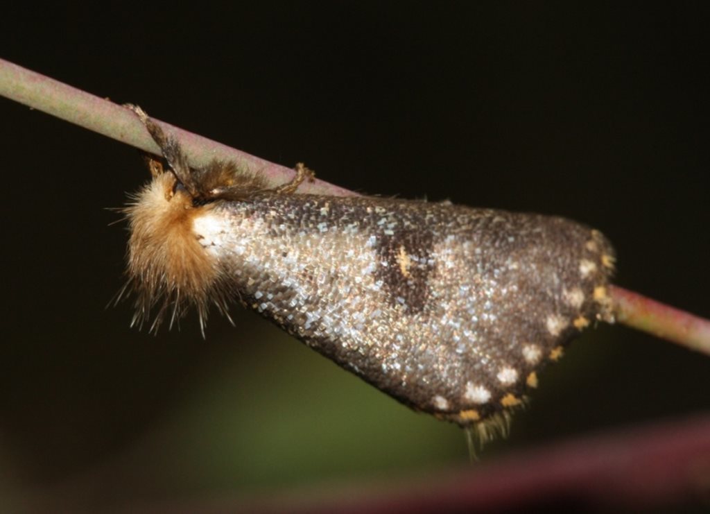 Epicoma tristis