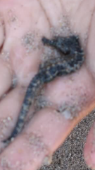 Syngnathidae