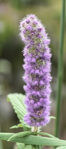 Elsholtzia densa