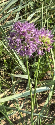 Allium przewalskianum