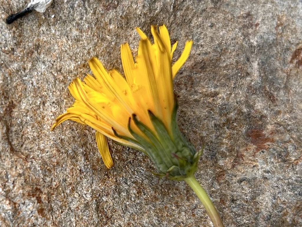 Fontana