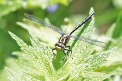 Phanogomphus quadricolor