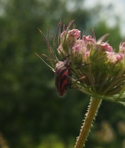 Graphosoma italicum italicum