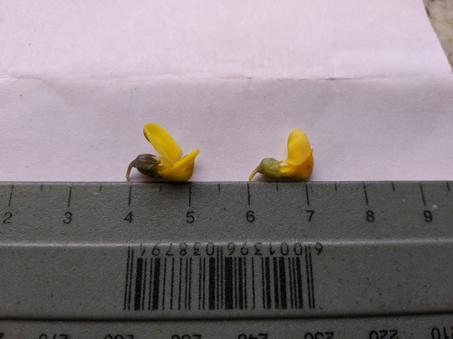 Image of Calobota angustifolia by (c) De Waal Hugo, some rights reserved (CC BY)