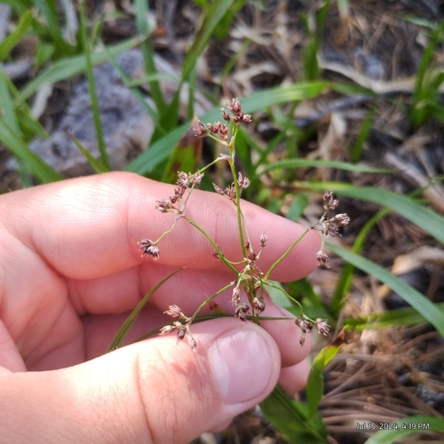 Image of Luzula hitchcockii by (c) Bryce, some rights reserved (CC BY)