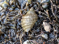 Nucella canaliculata