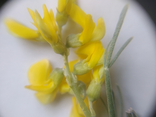 Image of Calobota angustifolia by (c) De Waal Hugo, some rights reserved (CC BY)