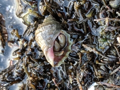 Nucella canaliculata