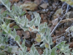 Calystegia malacophylla pedicellata