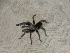 Dugesiella anitahoffmannae