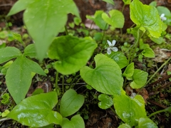 Viola pallens