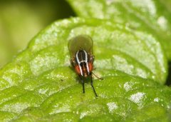 Poecilohetaerus aquilus