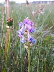 Oxytropis borealis viscida