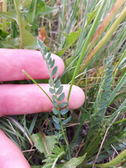 Oxytropis borealis viscida