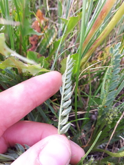 Oxytropis borealis viscida