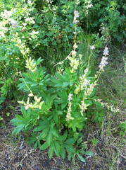 Lupinus burkei
