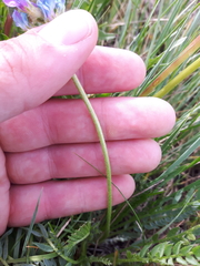Oxytropis borealis viscida