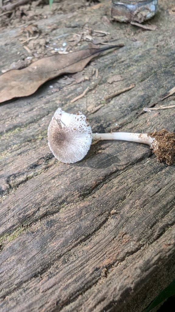 Lepiota fusciceps · July 2024 · photo: © atsushi_nakajima_cirque (iNaturalist, cc-by)