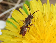 Nomada cuneata