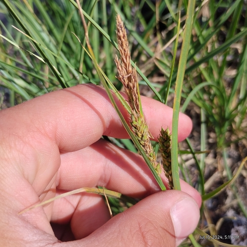 Image of Carex halliana by (c) Bryce, some rights reserved (CC BY)