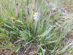 Oxytropis borealis viscida