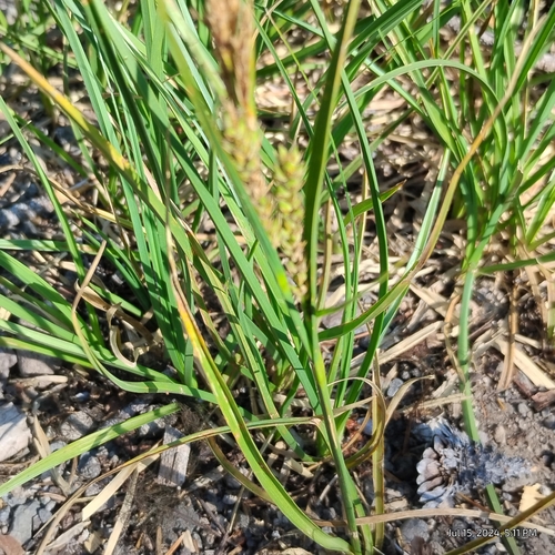 Image of Carex halliana by (c) Bryce, some rights reserved (CC BY)