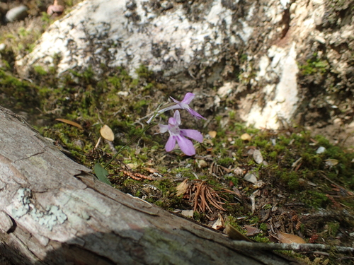 Ponerorchis graminifolia iNat (2)