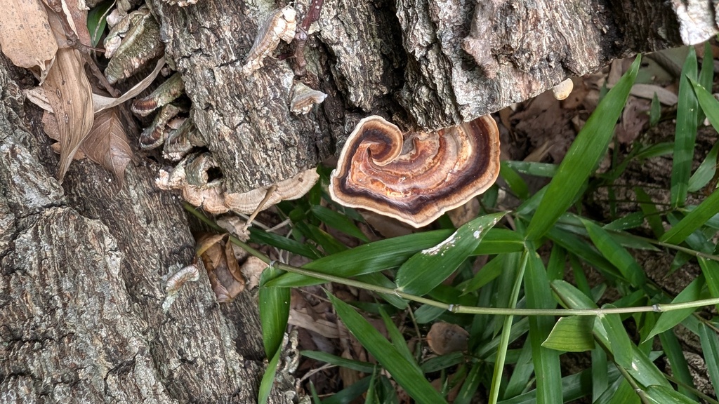 Microporus affinis · July 2024 · photo: © atsushi_nakajima_cirque (iNaturalist, cc-by)