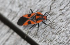 Spilostethus pacificus