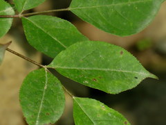 Staphylea