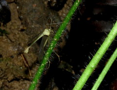 Hylobittacus apicalis