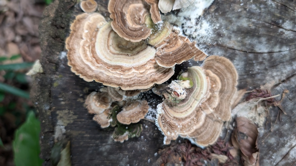 Trametes betulina · July 2024 · photo: © atsushi_nakajima_cirque (iNaturalist, cc-by)