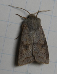Orthosia revicta