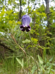 Clematis hirsutissima