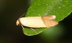 Tachystola stenoptera