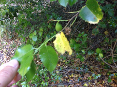 Prunus ilicifolia ilicifolia