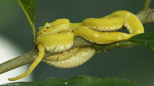 Central American Eyelash-Viper
