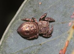 Simaethina