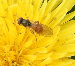 Sphegina