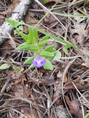 Scutellaria brittonii