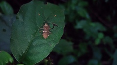 Cletomorpha simulans