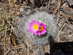 Rapicactus beguinii