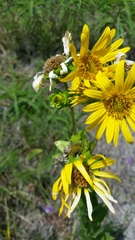 Silphium radula