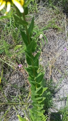 Silphium radula