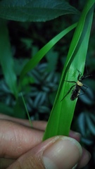 Biasticus flavinotus